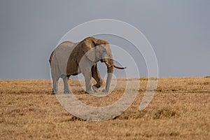 Clsoe up of African Bush Elephants walking on the road in wildlife reserve. Maasai Mara, Kenya, Africa.