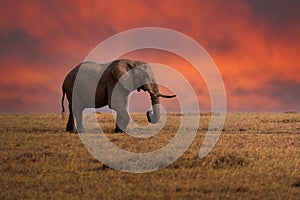 Clsoe up of African Bush Elephants walking on the road in wildlife reserve. Maasai Mara,