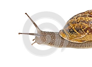 Clsoe up of Burgundy (Roman) snail