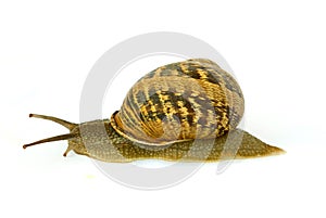 Clsoe up of Burgundy (Roman) snail