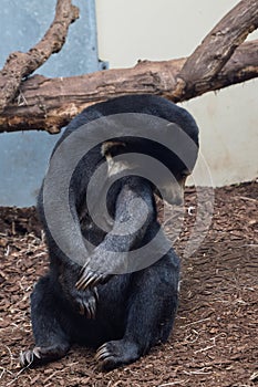 Malayan bear portrait