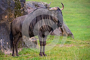 Clsoeup shot of a blue wildebeest.Connochaetes taurinus