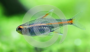 Clsoseup of a glowlight tetra