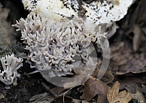 Club fungi in oakwood. Aka Clavarioid fungi, Basidiomycota. photo