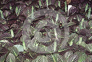 Club moss with distinctive red green leaves