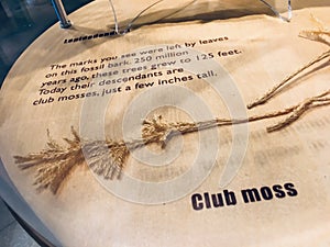 Club moss, leaf marks, Science Center, Worcester Ecotarium