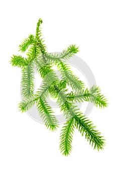 Club Moss (Lycopodium Clavatum) Branch