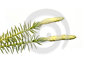 Club moss spore capsules on white