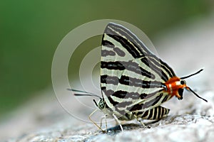 Club silverline butterfly