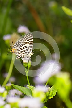 Club silverline butterfly