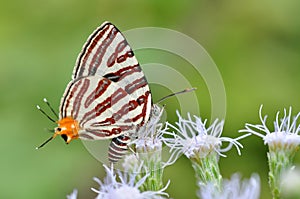 Club silverline red butterfly