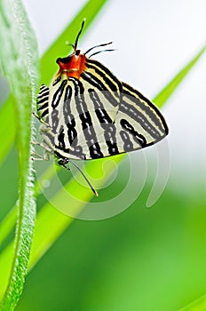 Club Silverline,Spindasis syama terana