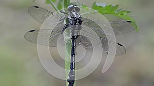 Club-tailed dragonfly sitting on plant