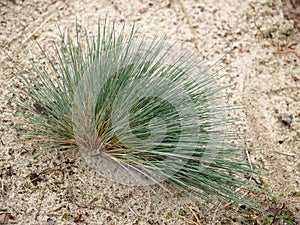 Clubawngrass greyish (gray-haired) (Corynephorus canescens (L.) P. Beauv.) grows on sand