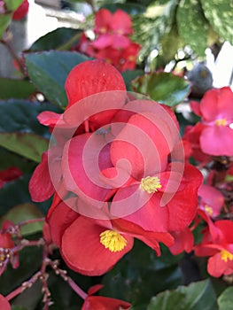 Clubed begonia flowers