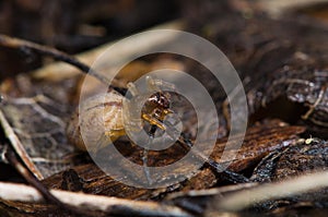 Clubiona species female spider