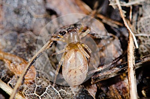 Clubiona species female spider from above