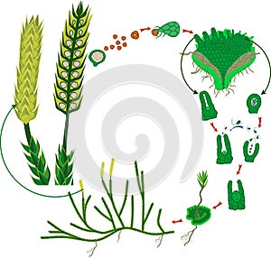 Clubmoss life cycle. Diagram of a life cycle of Lycopodium clavatum or Running clubmoss