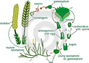 Clubmoss life cycle. Diagram of life cycle of Lycopodium Running clubmoss or Lycopodium clavatum with titles