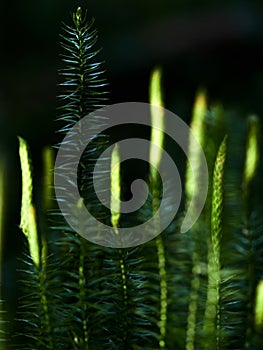 Clubmoss Lycopodium annotinum