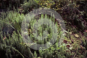 clubmosses growing inside of a forest