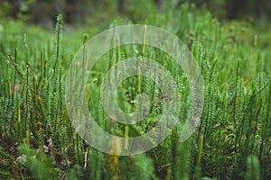 clubmosses growing inside of a forest