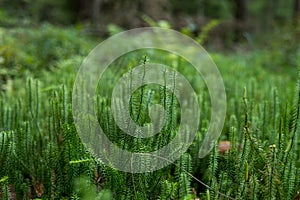 clubmosses growing inside of a forest