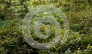 clubmosses growing inside of a forest