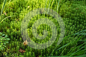 clubmosses growing inside of a forest