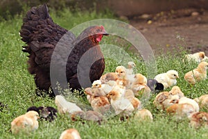 Clucking hen and chicks photo
