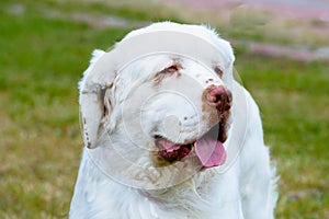 Clumber Spaniel portrait.