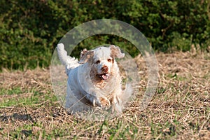 Clumber spaniel running