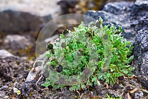 Clump of arctic poppy buds prevents penetration of ice dew