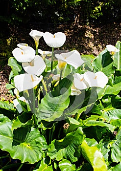 Pretty clump of arums in bloom in nature photo