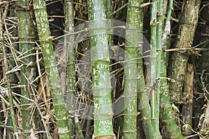 Clump of bamboo trunks with names on the bark in Suphan Buri, Thailand.