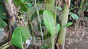 A clump of banana trees growing in a garden that lacks maintenance