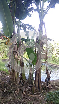 Clump of banana trees for smartphone wallpaper