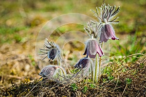 Clump of beautiful wind flowers, meadow anemone