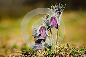 Clump of beautiful wind flowers, meadow anemone