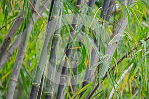 Grupo negro bambú 