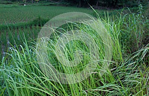 A clump of Blady grass Imperata cylindrica.