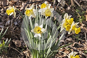 Clump of blooming yellow daffodils