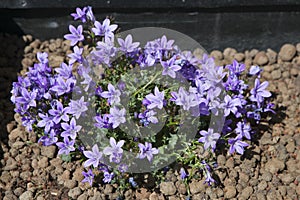 Grupo de azul flores reino unido 