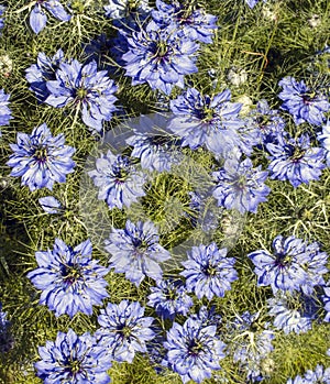 Clump of blue nigella flowers