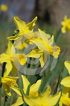 A clump of bright yellow daffodils on green stems in vivid sunlight