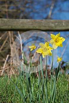 A clump of bright yellow daffodils on green stems in vivid sunlight in front of wooden fence