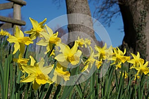 A clump of bright yellow daffodils on green stems in vivid sunlight; trees in background