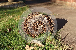 A clump of brown toadstools growing in a garden in autumn