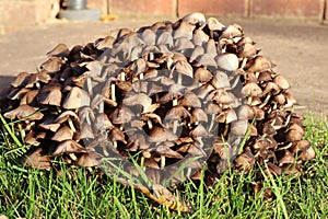 A clump of brown toadstools growing in a garden in autumn