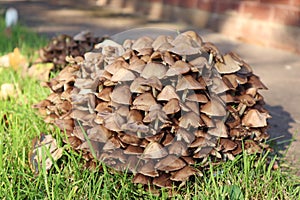 A clump of brown toadstools growing in a garden in autumn